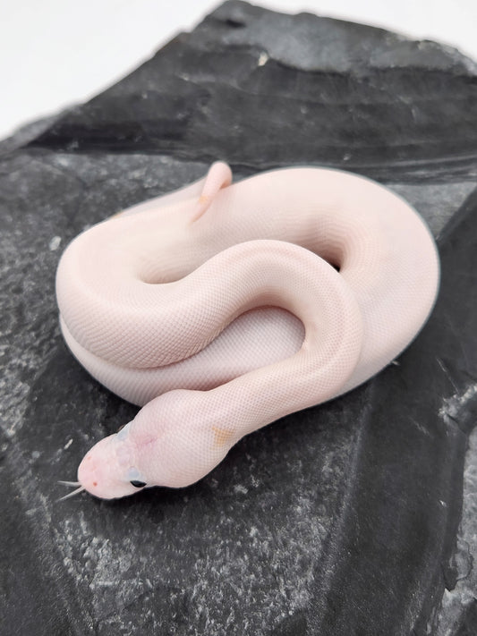 Snake - Ball Python - ALERT! STOLEN! - Super Fire Pos Pastel Pos Volta - Male