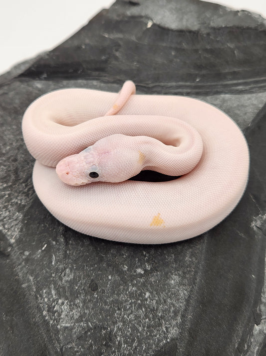 Snake - Ball Python - ALERT! STOLEN! - Super Fire Pos Pastel Pos Volta - Male
