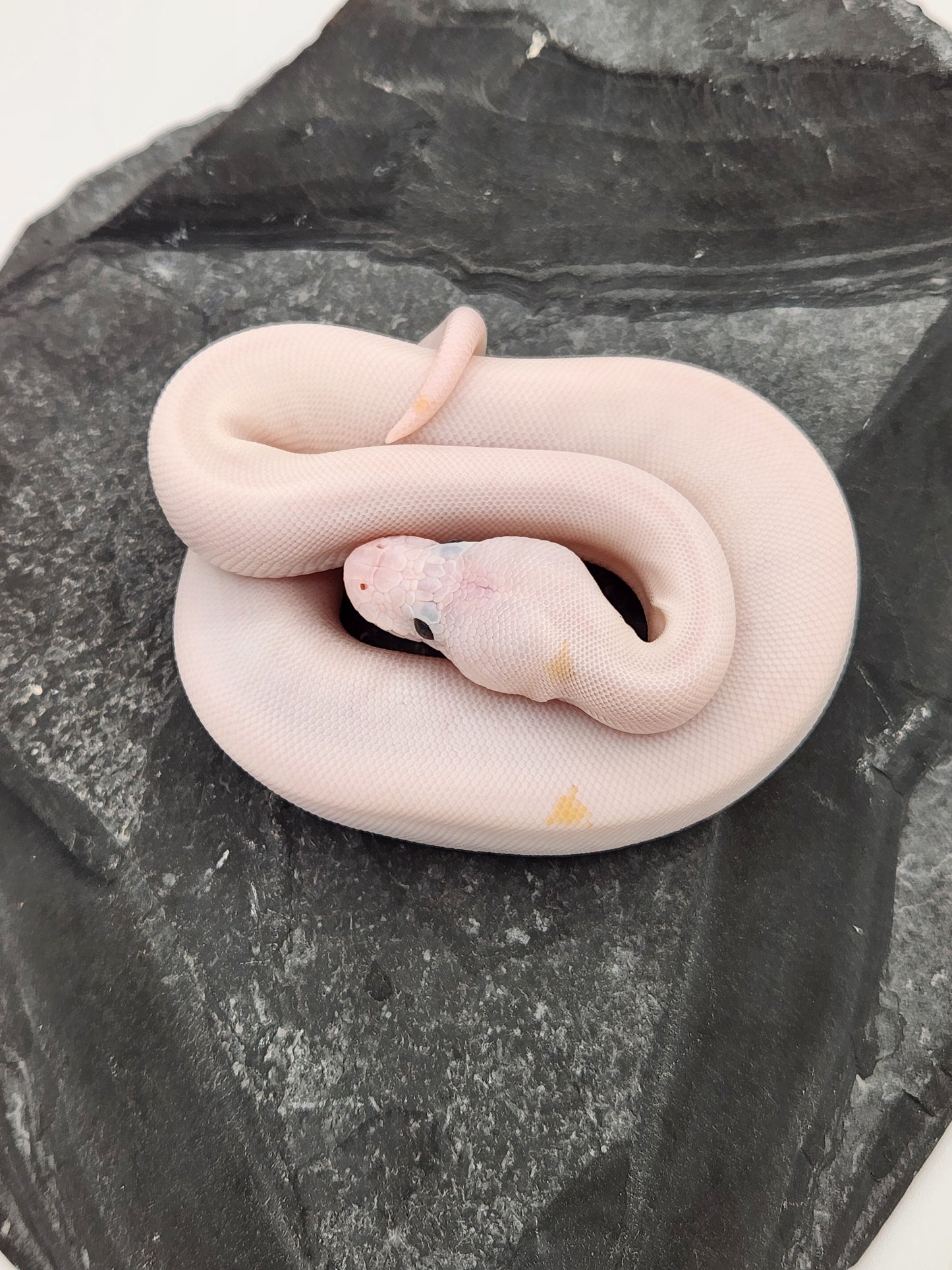 Snake - Ball Python - ALERT! STOLEN! - Super Fire Pos Pastel Pos Volta - Male