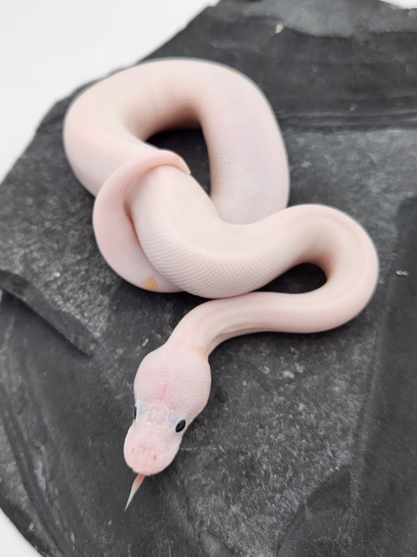 Snake - Ball Python - ALERT! STOLEN! - Super Fire Pos Pastel Pos Volta - Male