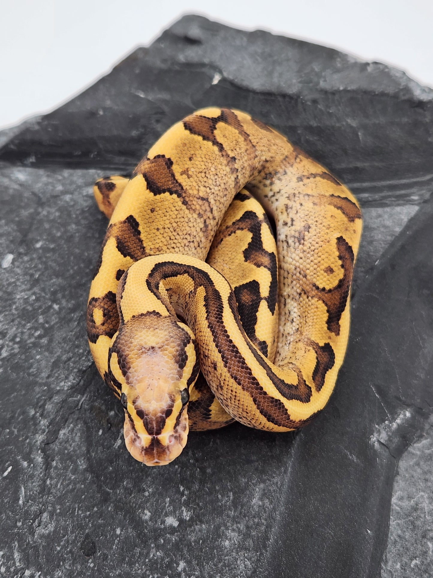 Snake - Ball Python - Vanilla Cream Pos Volta - Male A