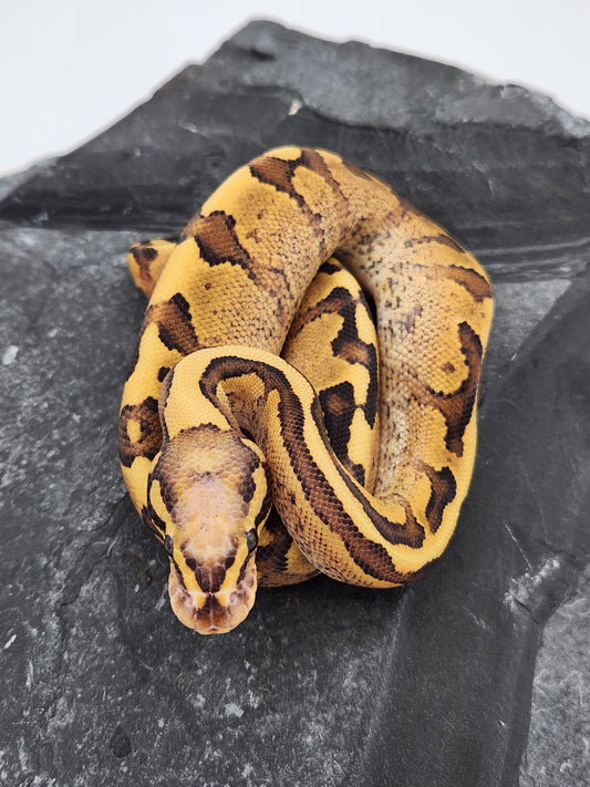 Snake - Ball Python - Vanilla Cream Pos Volta - Male A