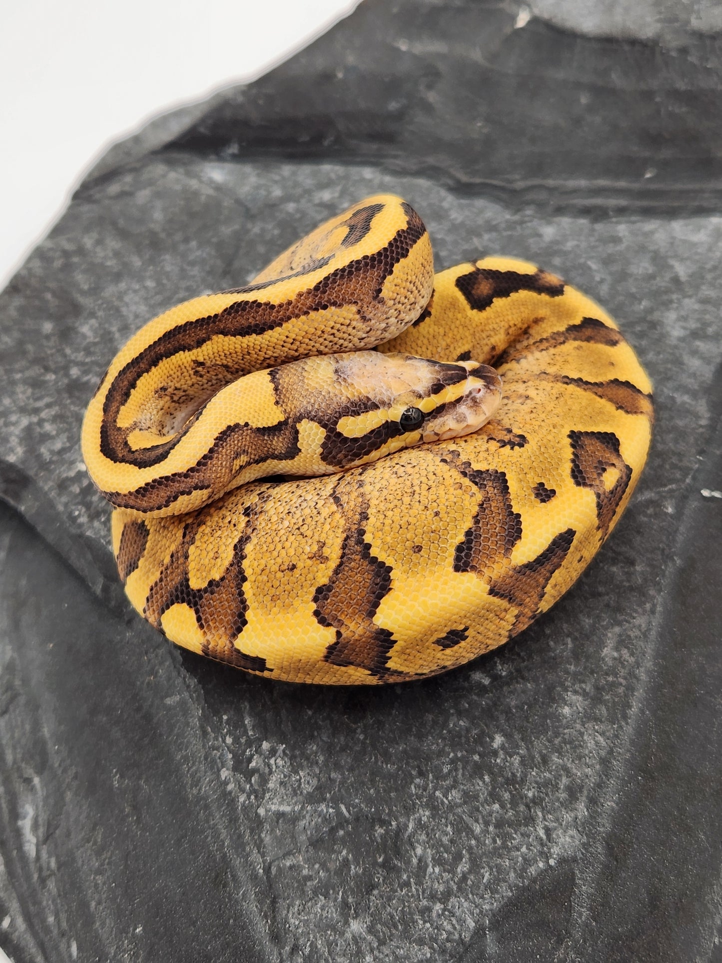 Snake - Ball Python - Vanilla Cream Pos Volta - Male A