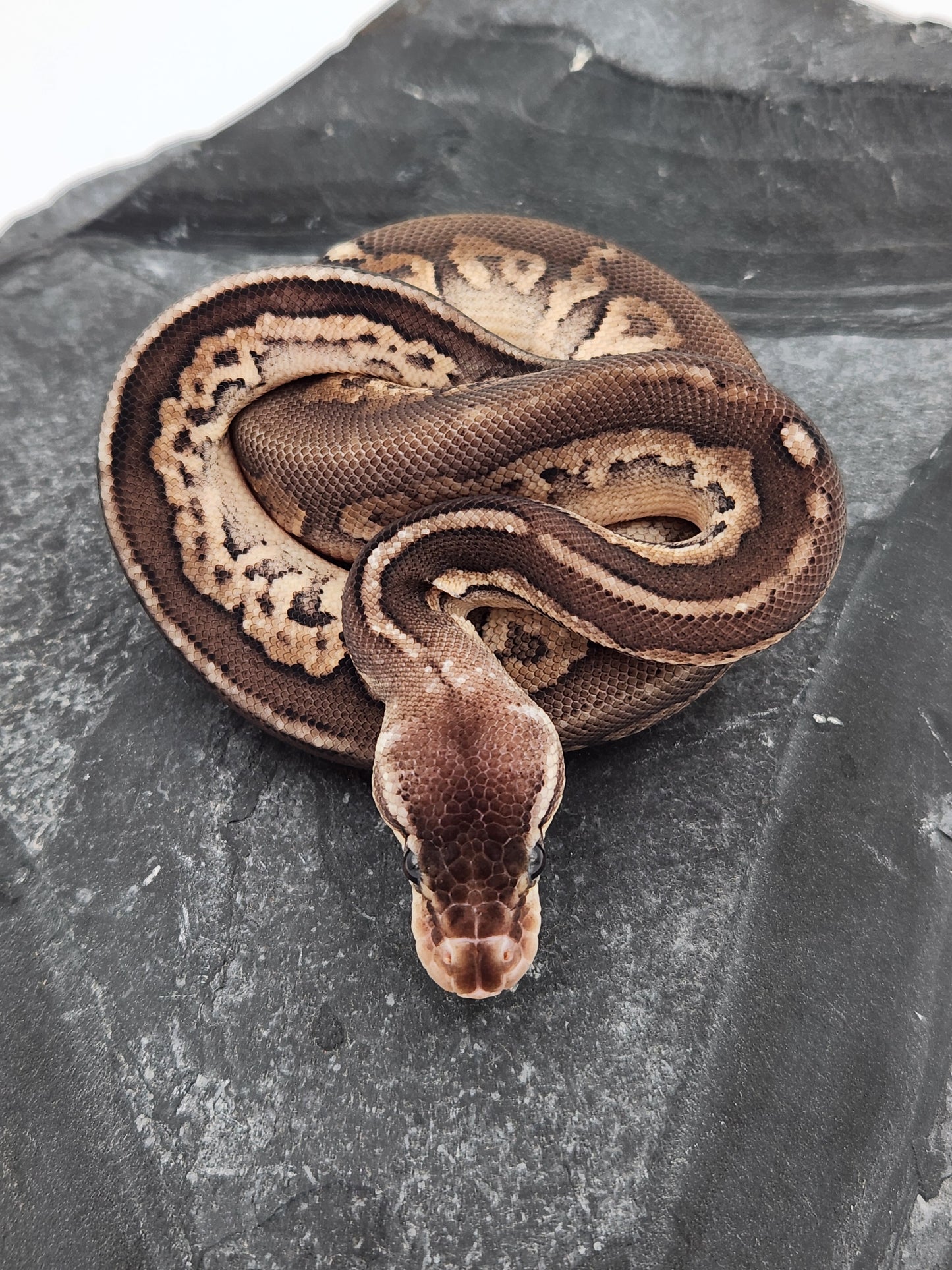 Snake - Ball Python - SOLD - Pewter Het G-Stripe Pos Sandblast PH Pied - Male