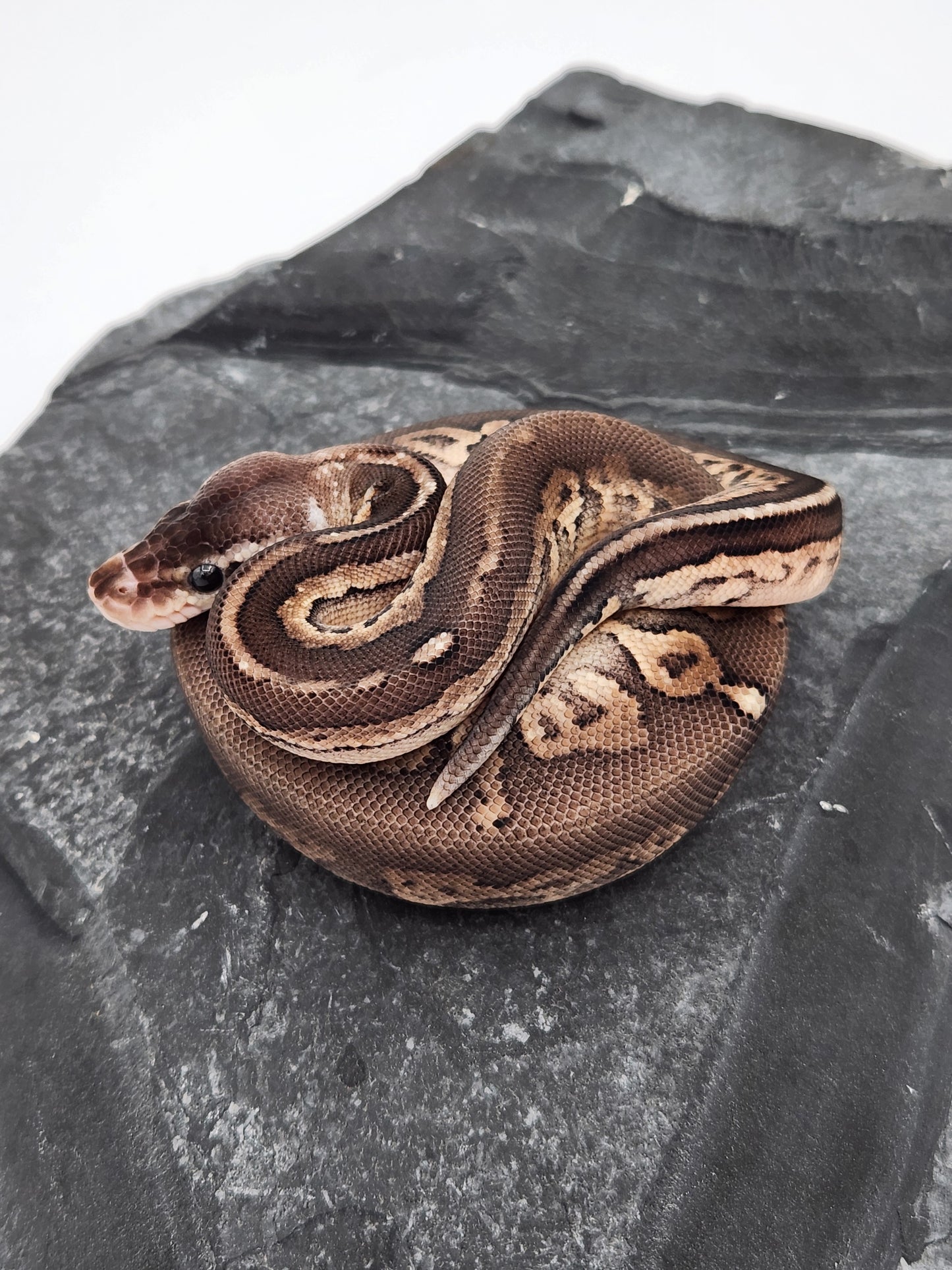 Snake - Ball Python - SOLD - Pewter Het G-Stripe Pos Sandblast PH Pied - Male