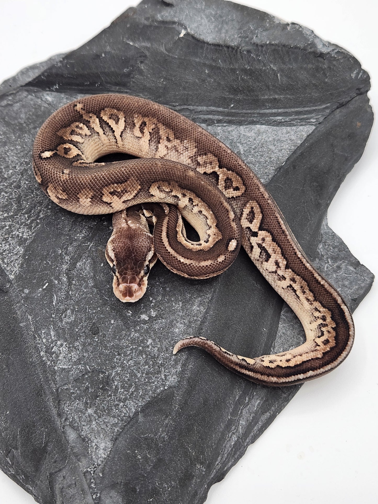 Snake - Ball Python - SOLD - Pewter Het G-Stripe Pos Sandblast PH Pied - Male