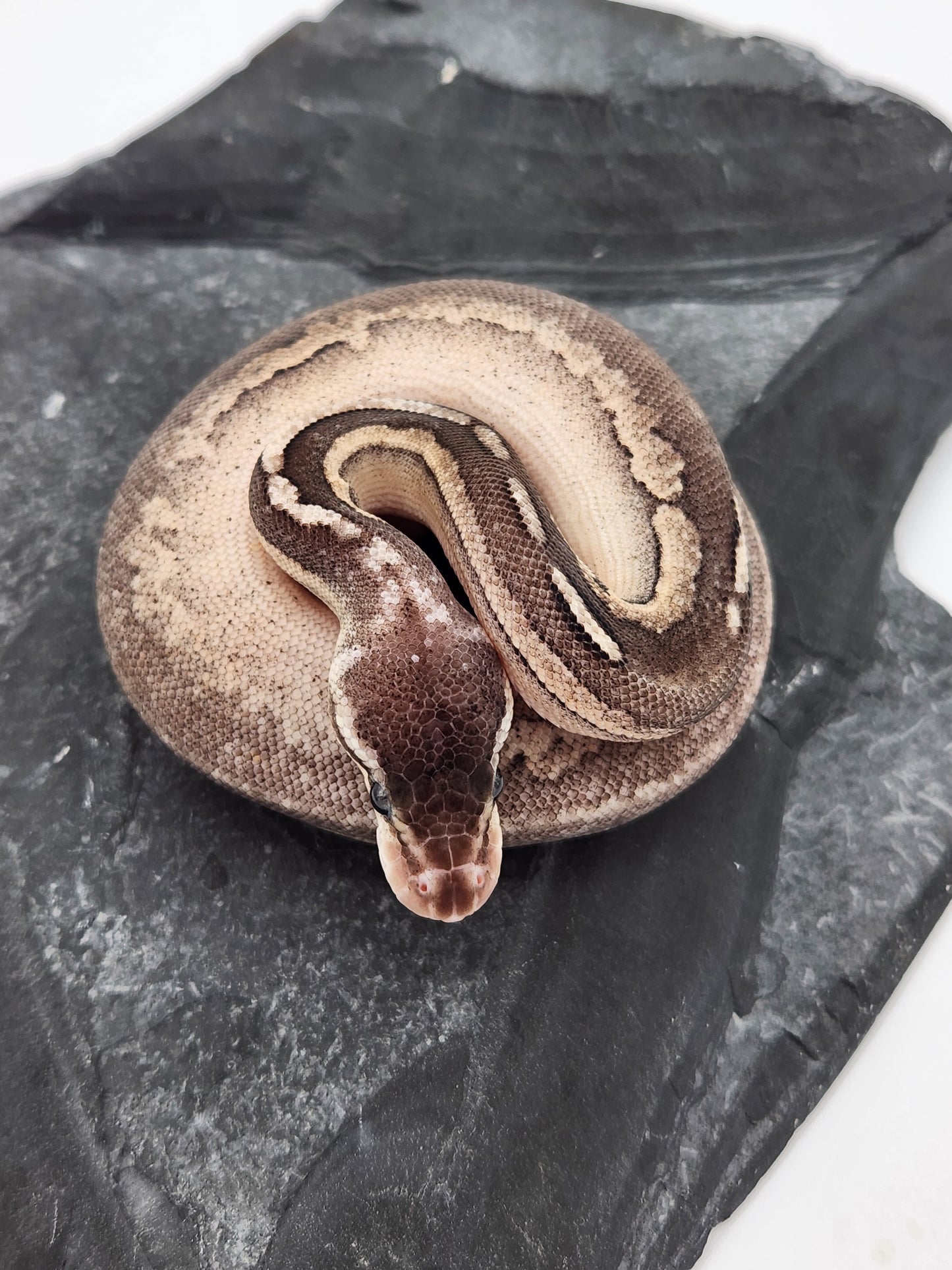 Snake - Ball Python - SOLD - Pewter Sandblast Het G-Stripe PH Pied - Female