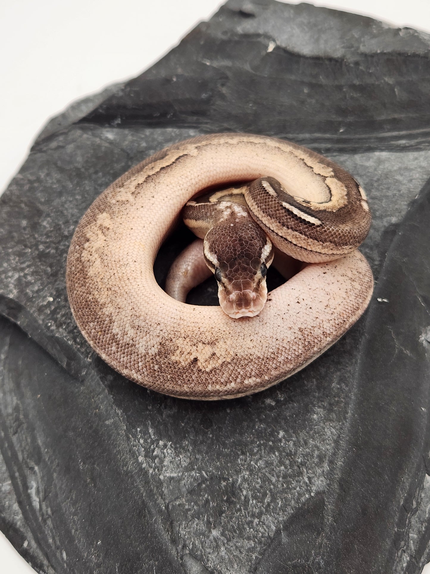 Snake - Ball Python - SOLD - Pewter Sandblast Het G-Stripe PH Pied - Female