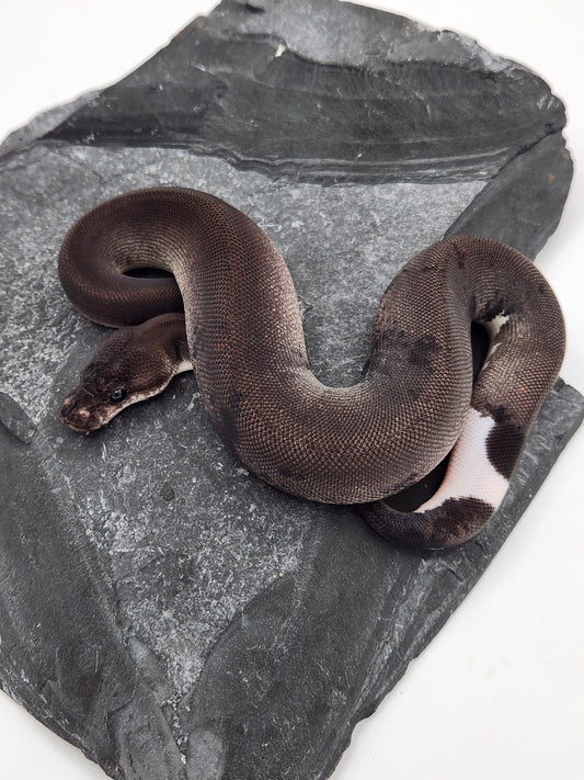Snake - Ball Python - SOLD - Super Cinnamon Sandblast Pastel Het G-Stripe/Pied - Female