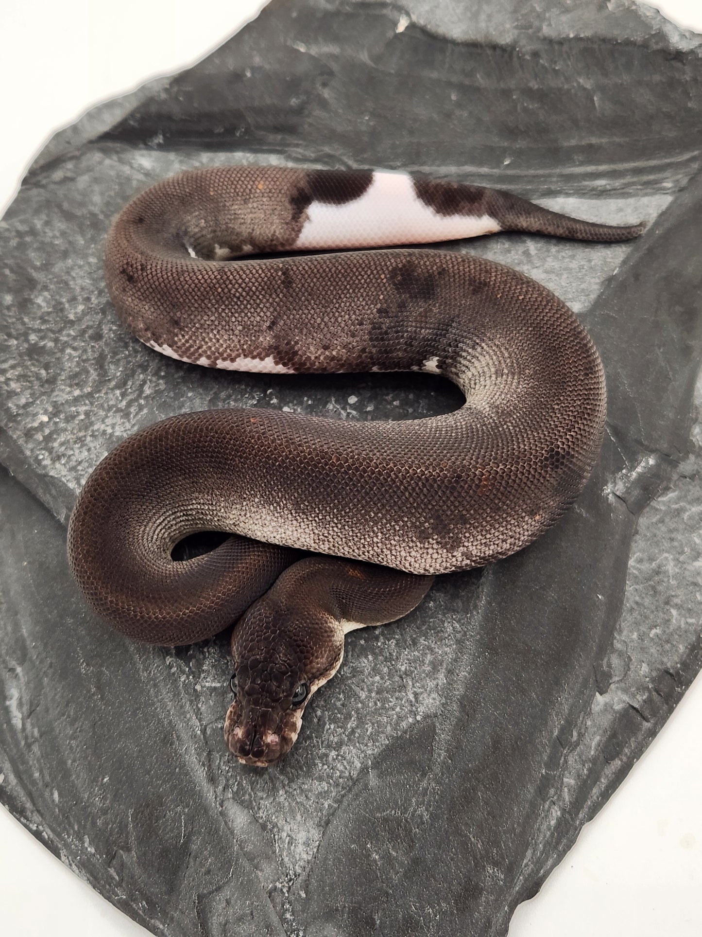 Snake - Ball Python - SOLD - Super Cinnamon Sandblast Pastel Het G-Stripe/Pied - Female
