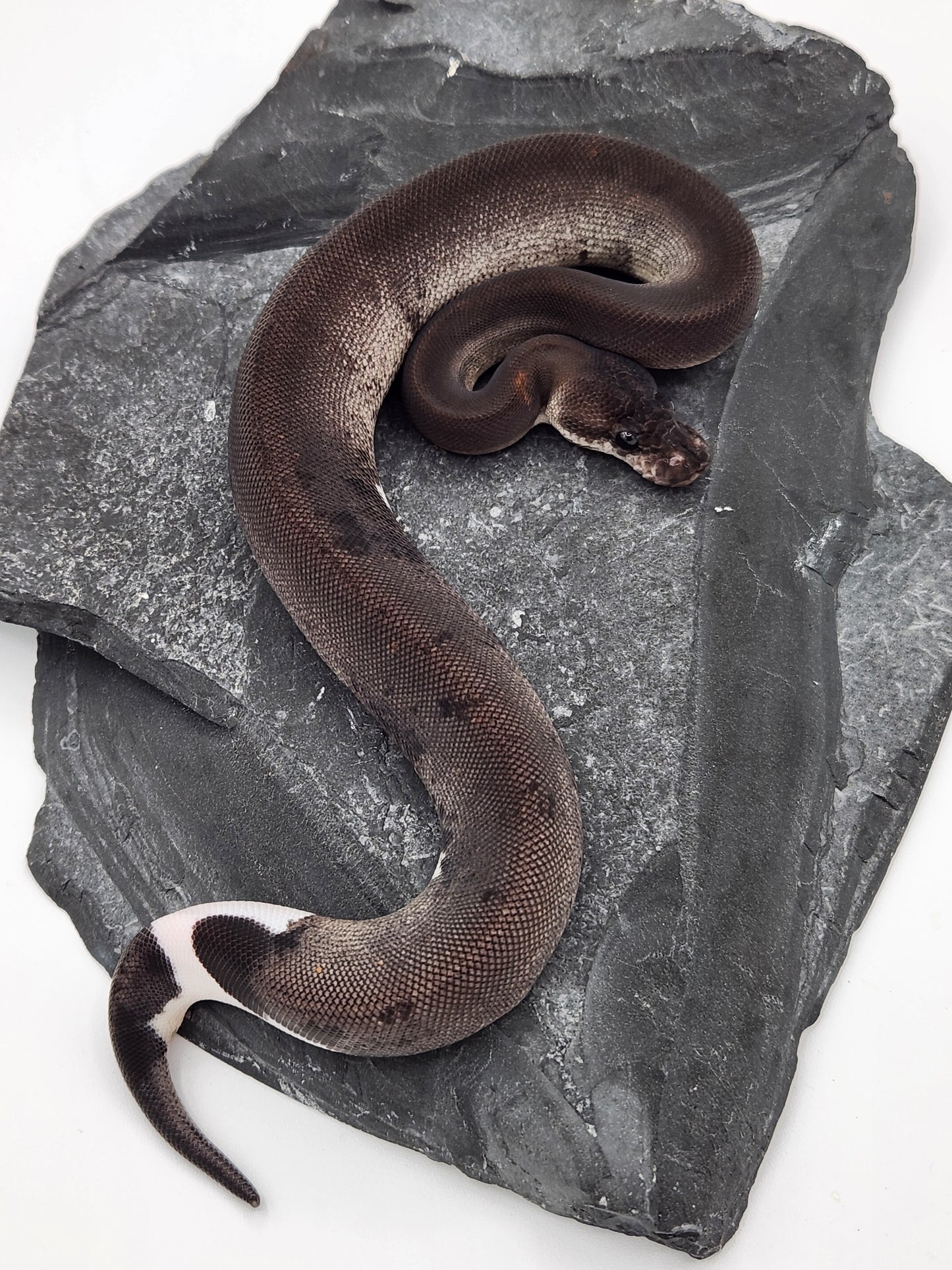 Snake - Ball Python - SOLD - Super Cinnamon Sandblast Pastel Het G-Stripe/Pied - Female