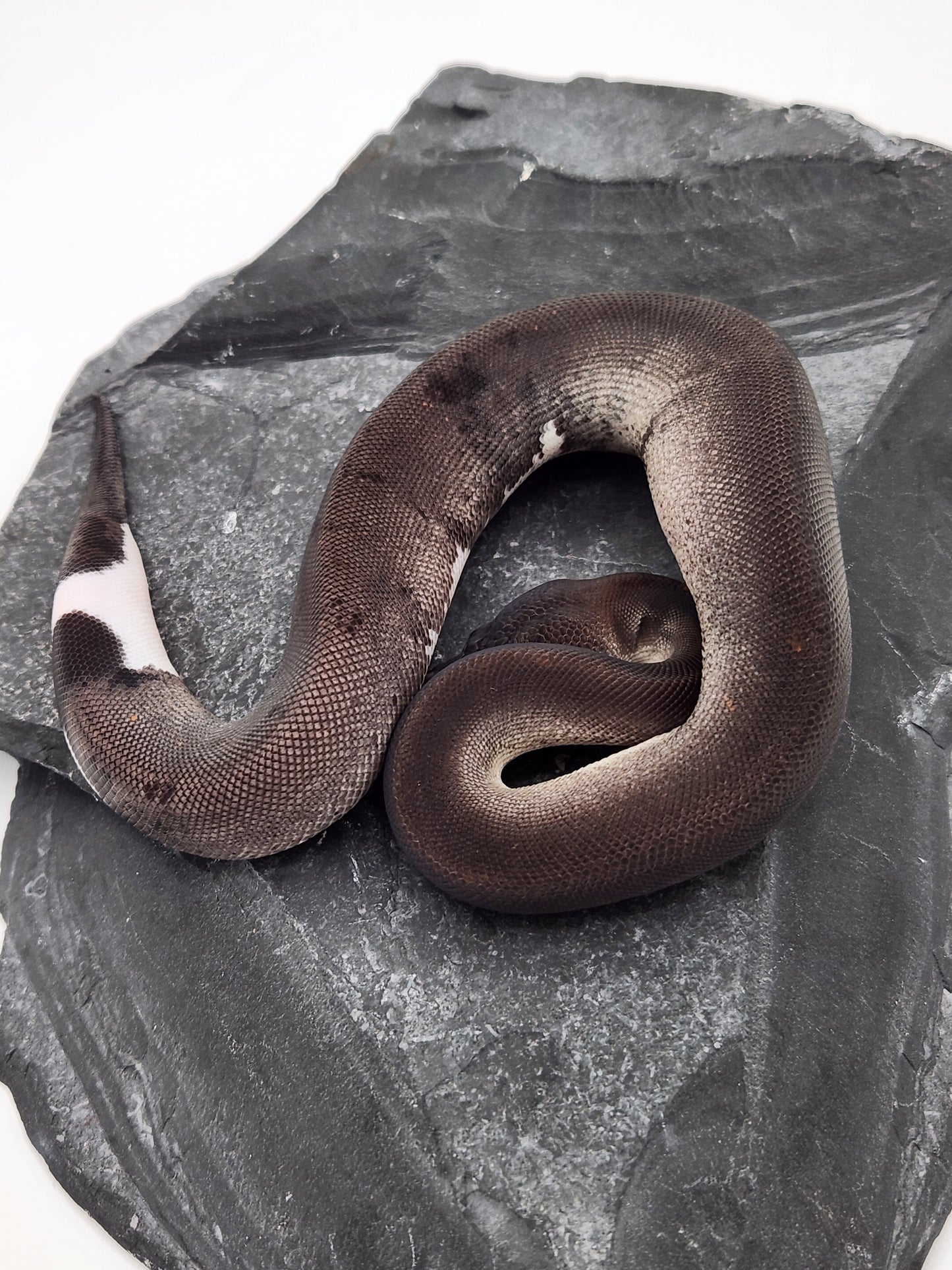 Snake - Ball Python - SOLD - Super Cinnamon Sandblast Pastel Het G-Stripe/Pied - Female