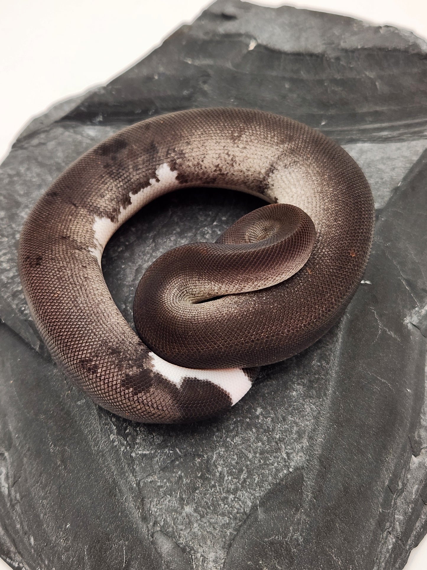 Snake - Ball Python - SOLD - Super Cinnamon Sandblast Pastel Het G-Stripe/Pied - Female