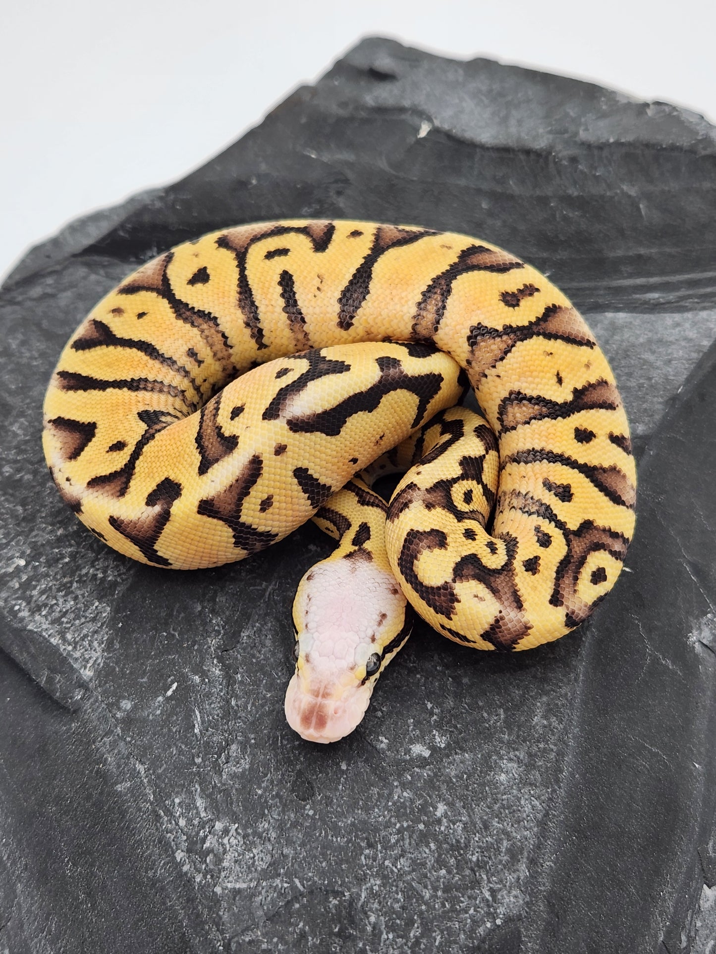 Snake - Ball Python - Super Vanilla Pos Volta - Male