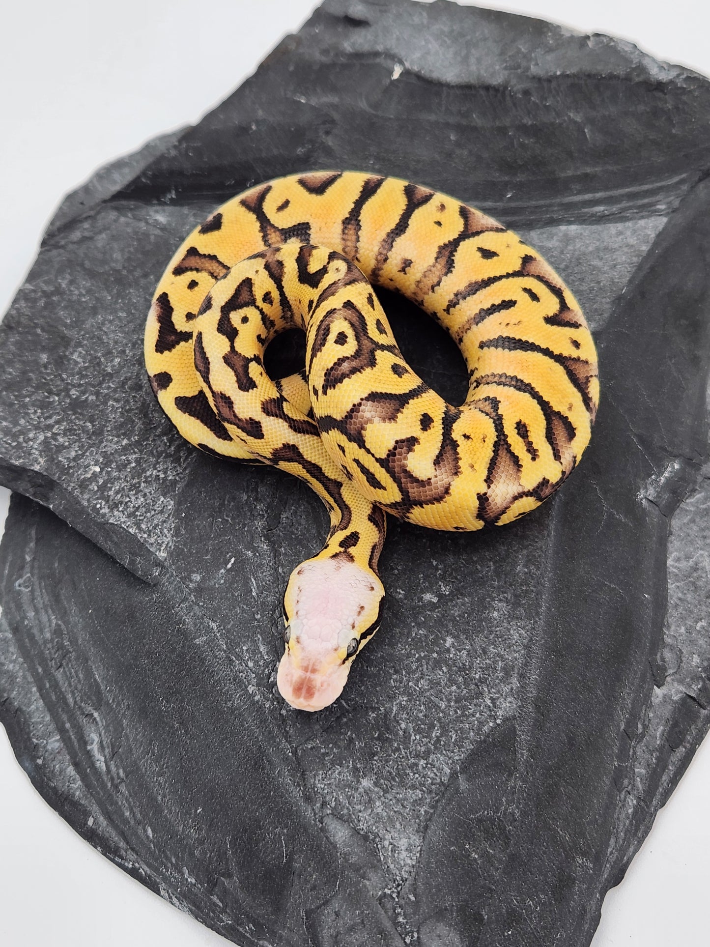 Snake - Ball Python - Super Vanilla Pos Volta - Male