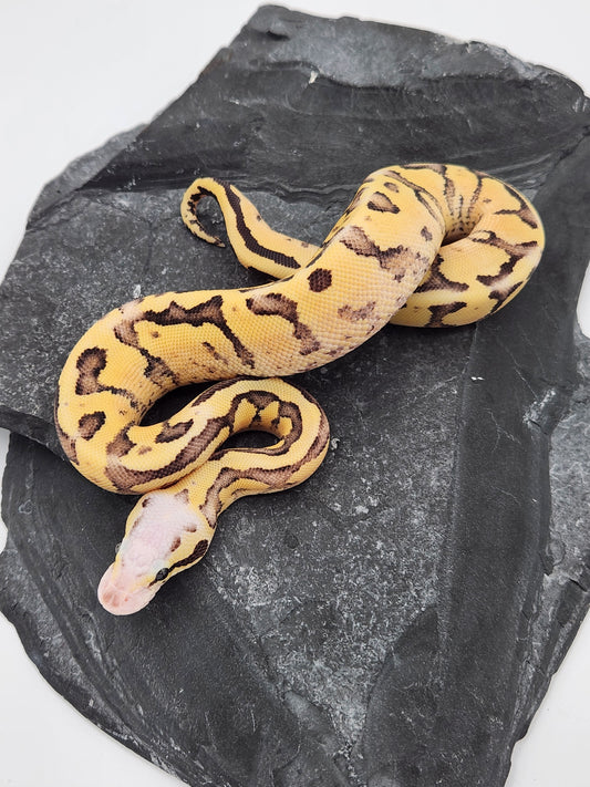 Snake - Ball Python - Pastel Super Vanilla Pos Volta - Female