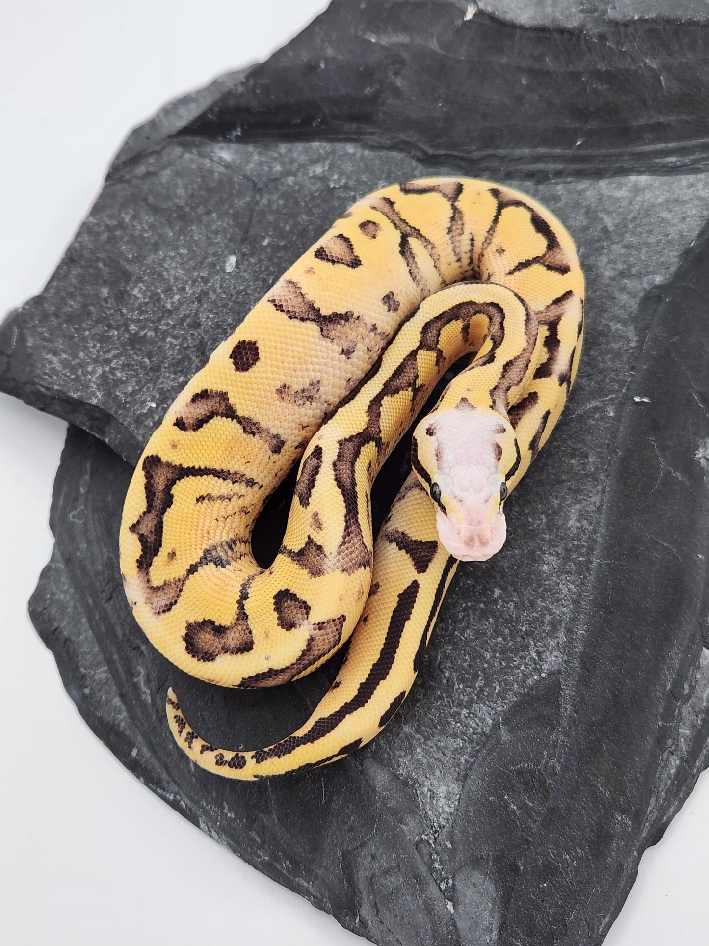 Snake - Ball Python - Pastel Super Vanilla Pos Volta - Female