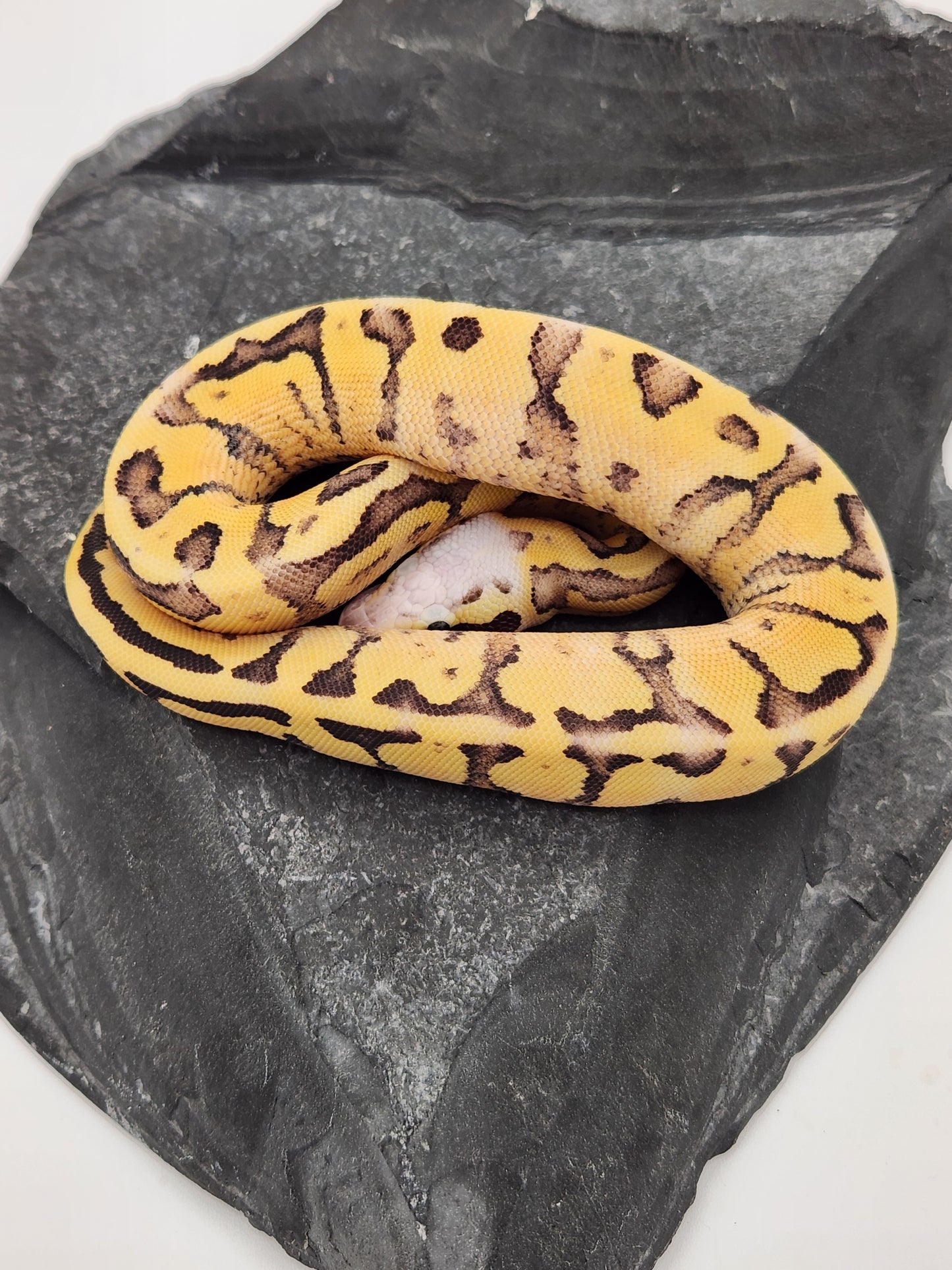 Snake - Ball Python - Pastel Super Vanilla Pos Volta - Female