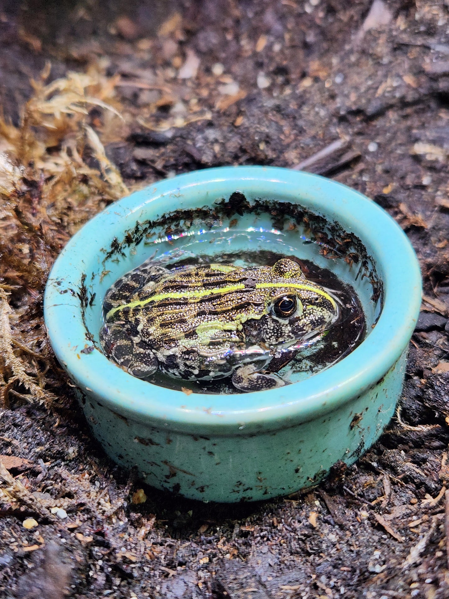 Amphibian - Pixie Frog - Unsexed