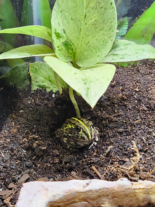 Amphibian - Pixie Frog - Unsexed