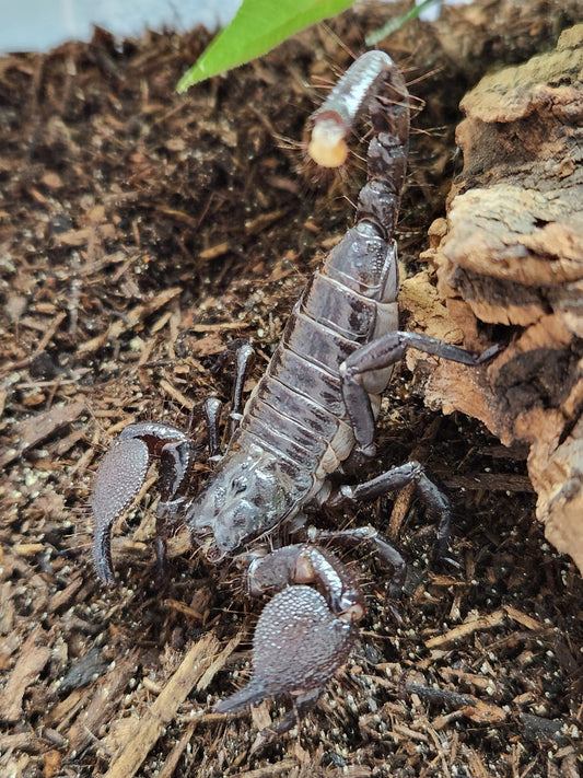 Invertebrate - Emperor Scorpion