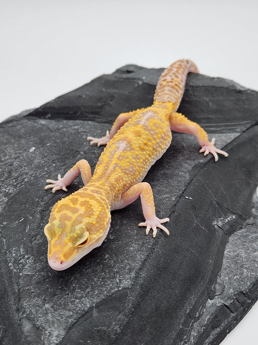 Leopard Gecko - Raptor - Female