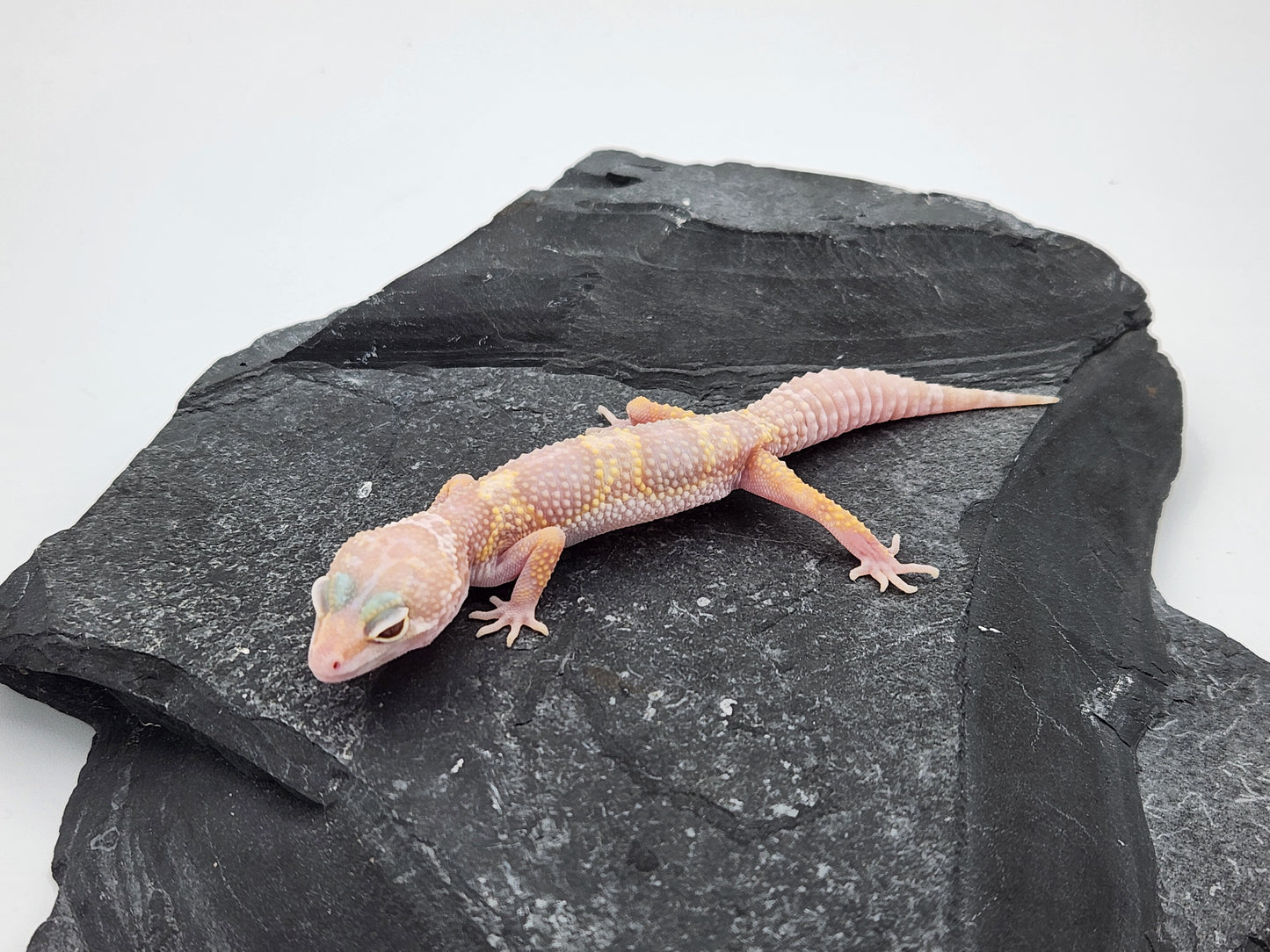 Leopard Gecko - Albino Mack Snow - Unsexed