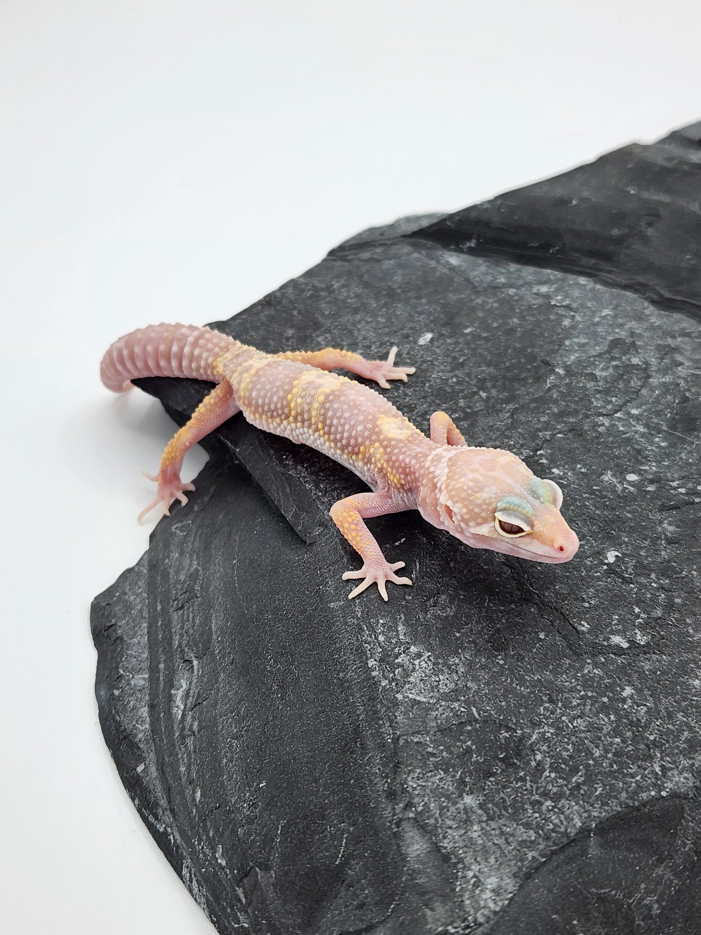Leopard Gecko - Albino Mack Snow - Unsexed