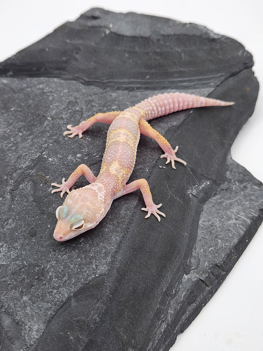 Leopard Gecko - Albino Mack Snow - Unsexed