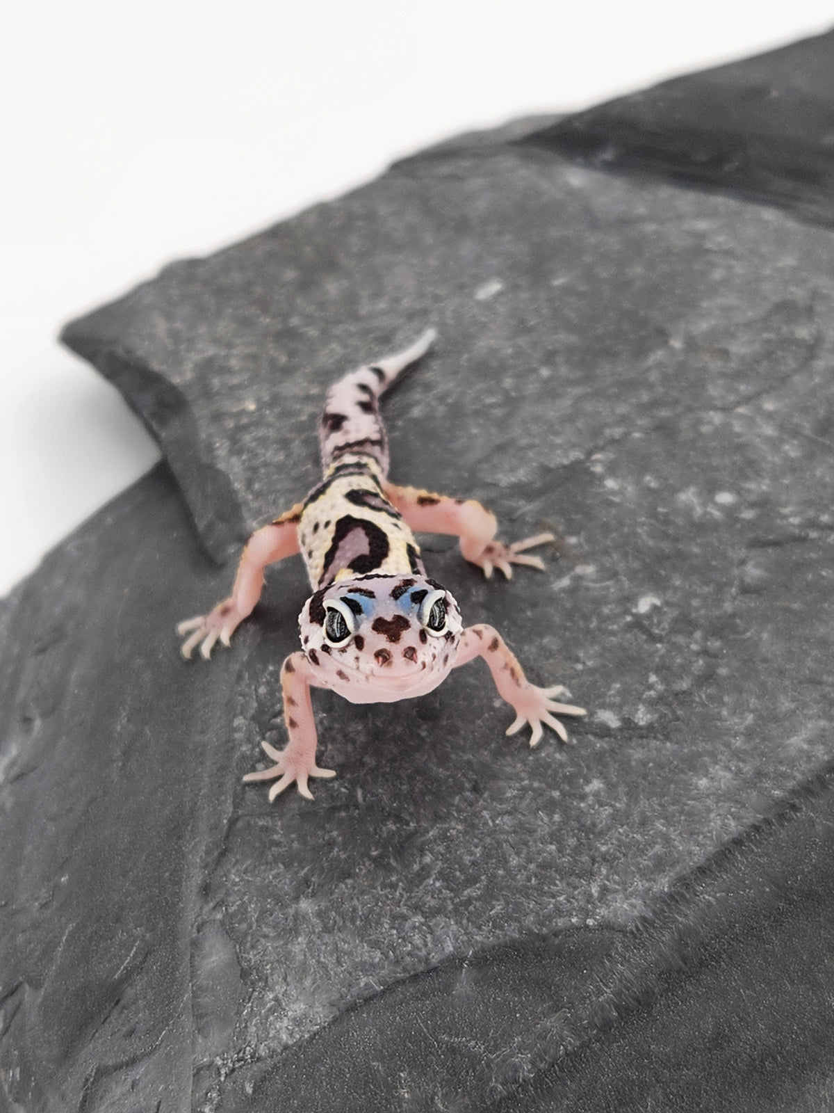 Leopard Gecko - SOLD - Mack Snow Jungle - Unsexed – Nova Reptiles