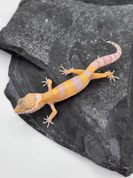Leopard Gecko - Albino - Unsexed