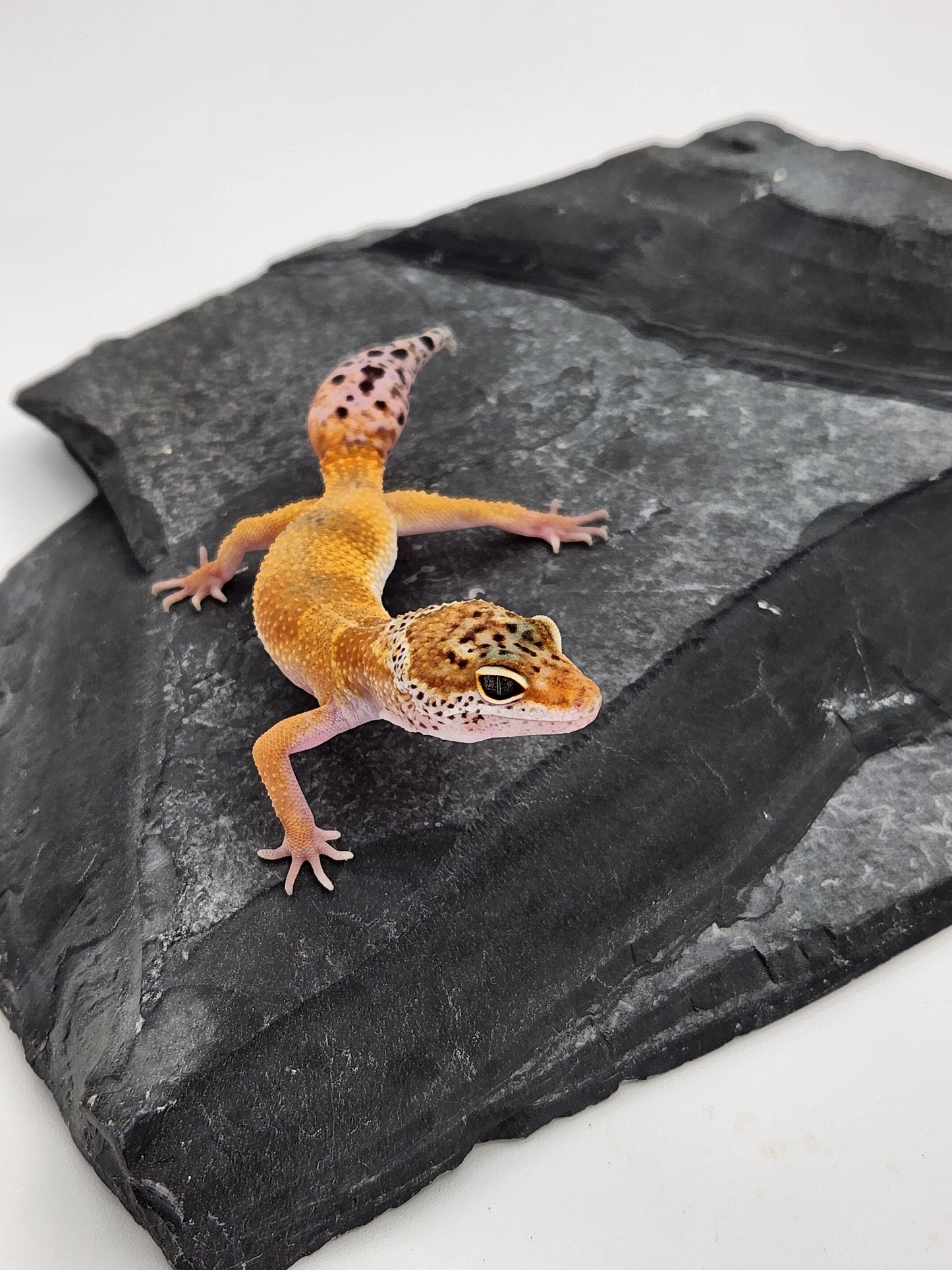 Leopard Gecko - Tangerine - Male