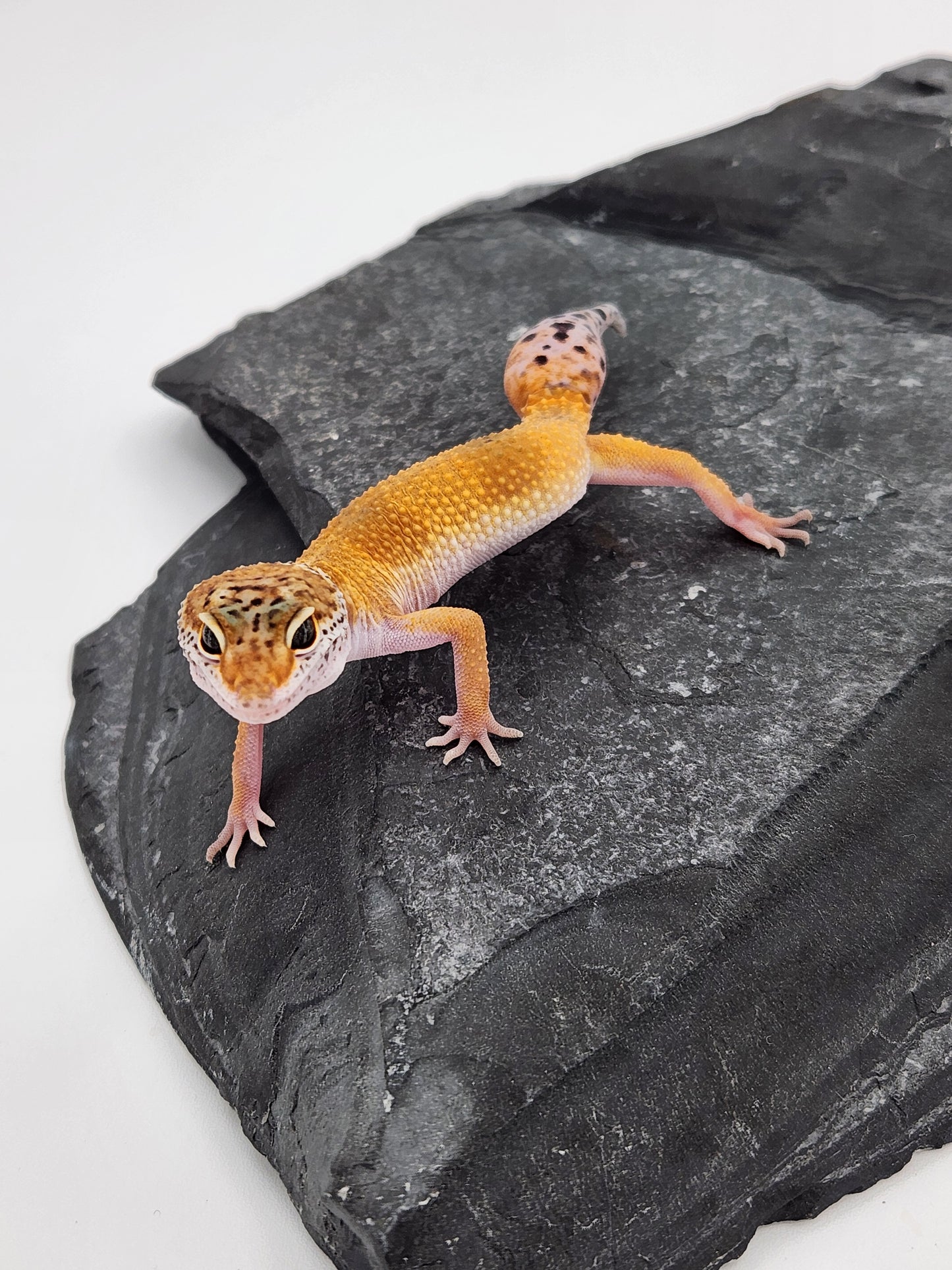 Leopard Gecko - Tangerine - Male