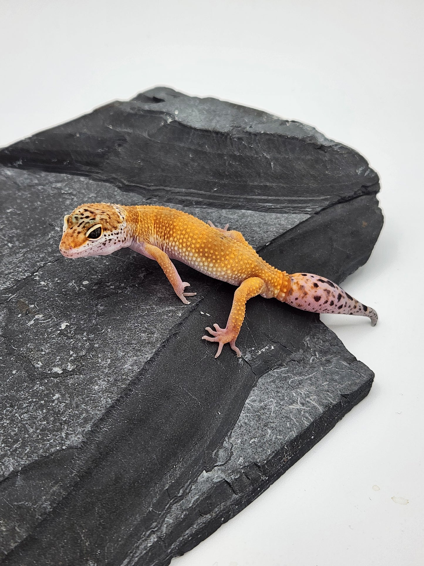 Leopard Gecko - Tangerine - Male
