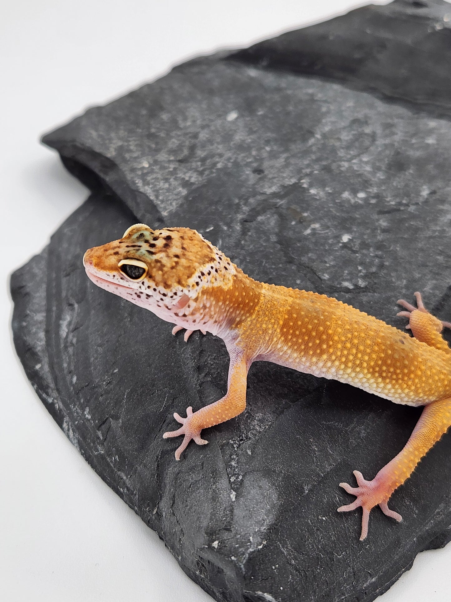 Leopard Gecko - Tangerine - Male