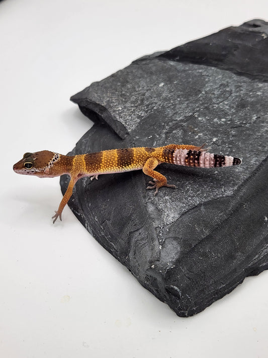 Leopard Gecko - Normal - L3 - Unsexed