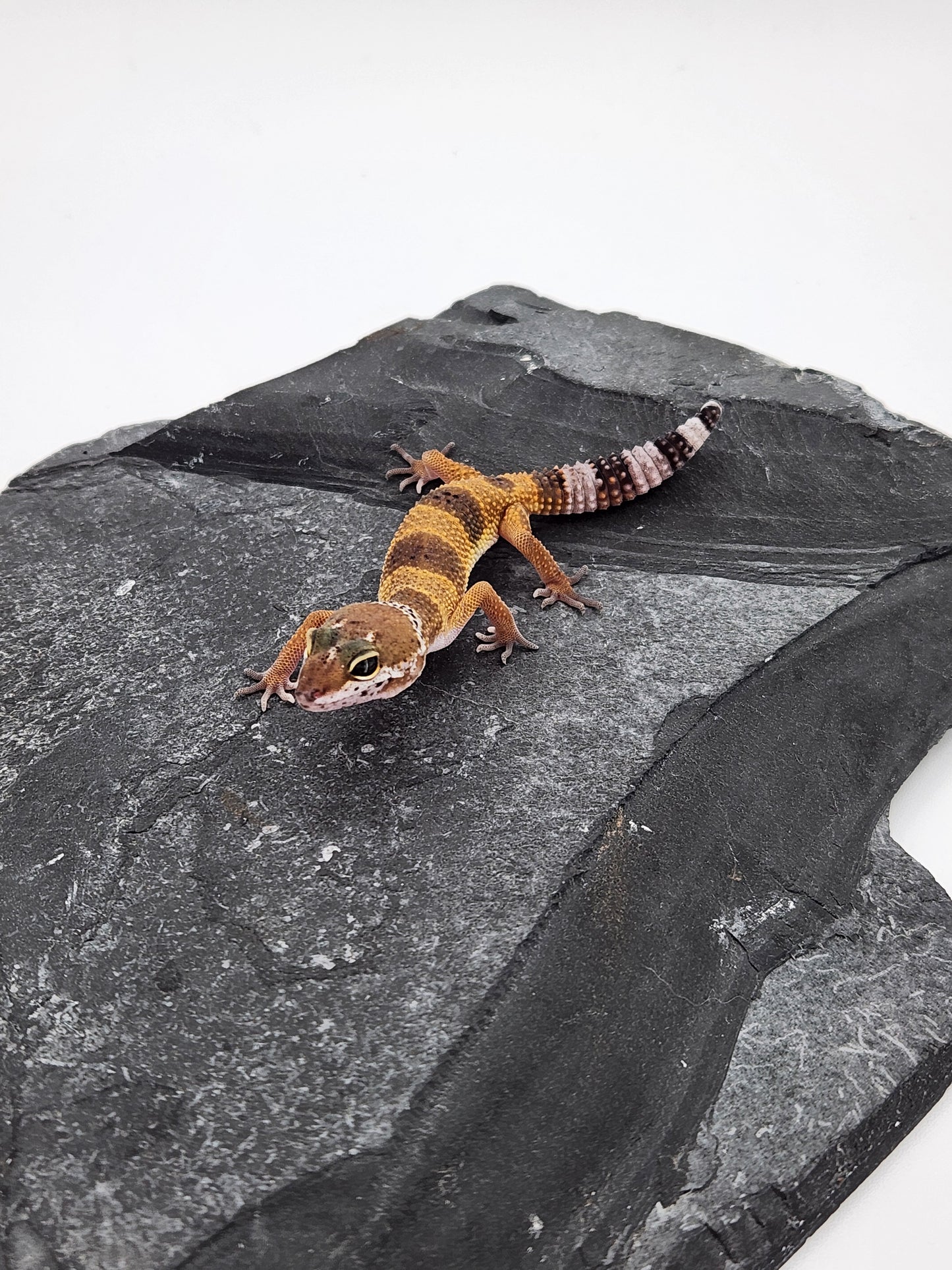 Leopard Gecko - Normal - L3 - Unsexed