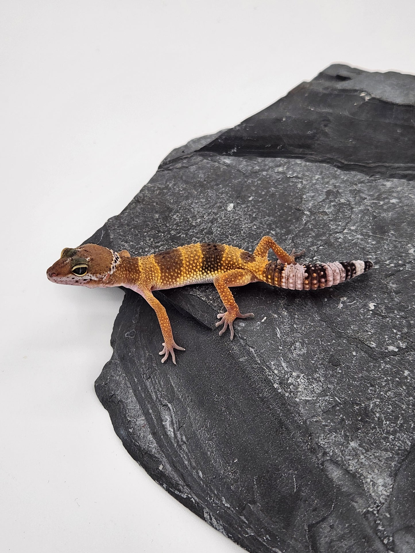 Leopard Gecko - Normal - L3 - Unsexed