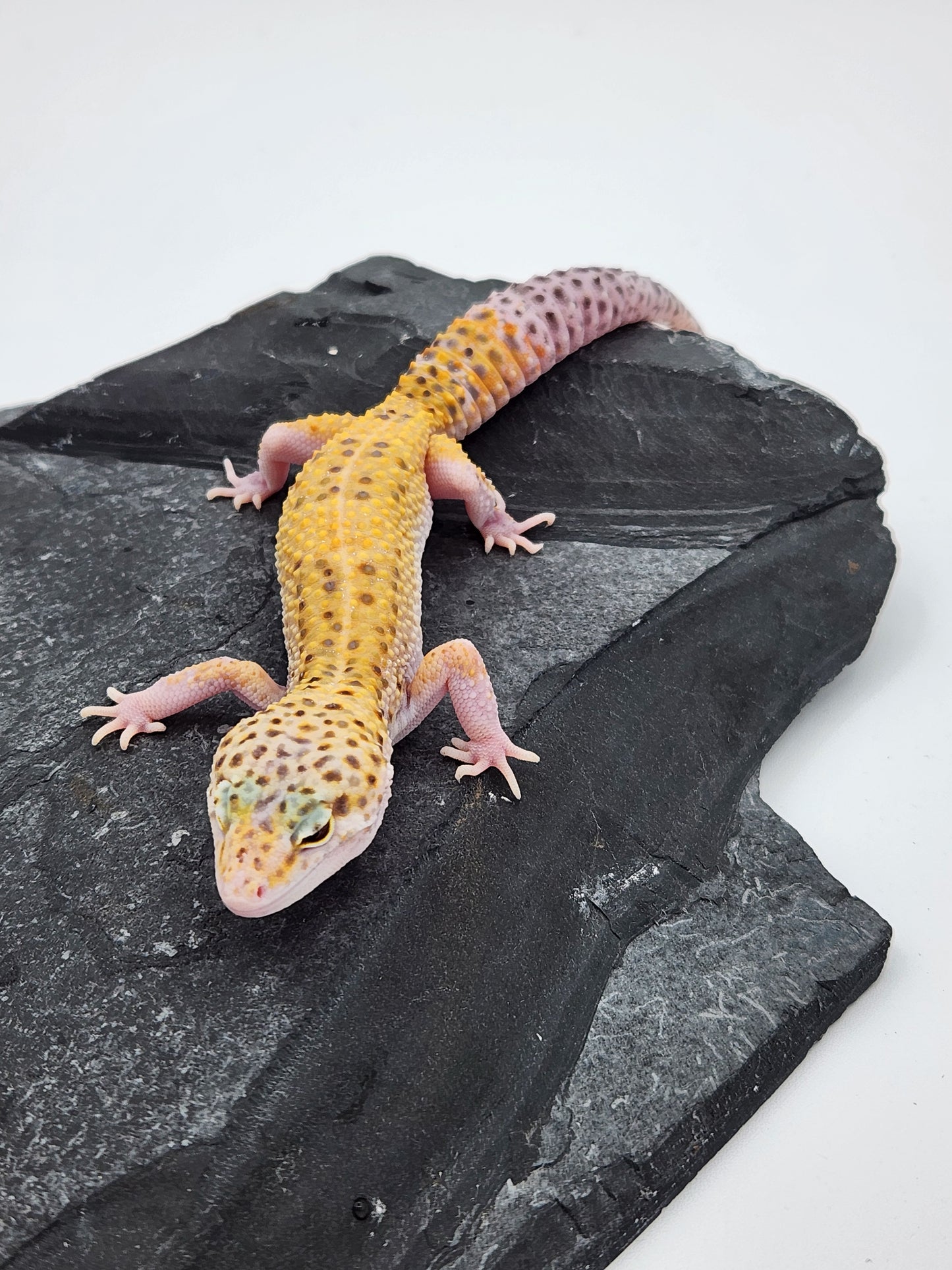Leopard Gecko - Sunburst Eclipse - Female
