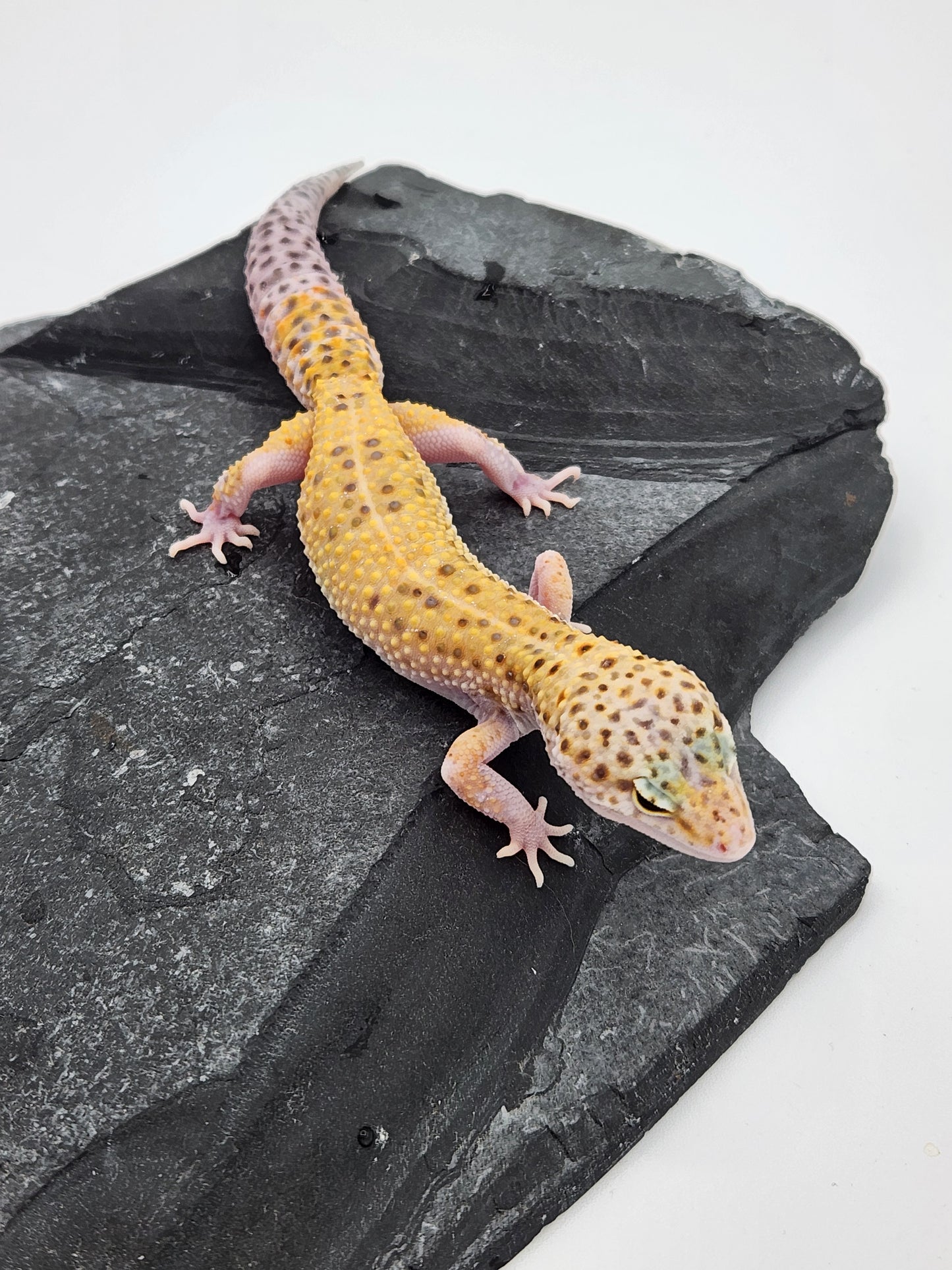 Leopard Gecko - Sunburst Eclipse - Female