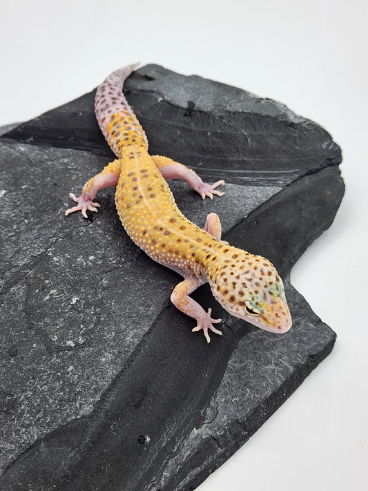 Leopard Gecko - Sunburst Eclipse - Female