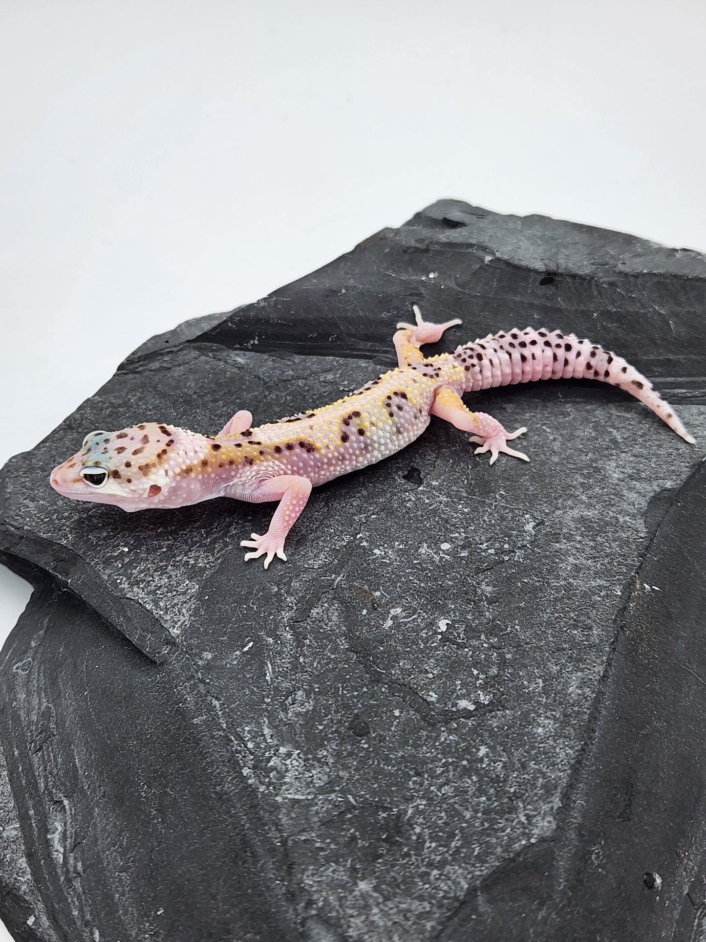 Leopard Gecko - Snow Eclipse - Male