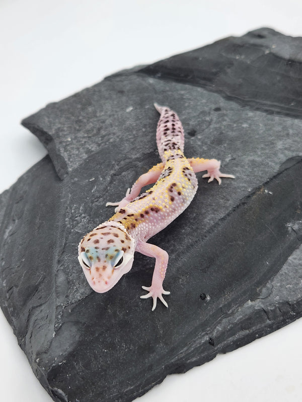 Leopard Gecko - Snow Eclipse - Male – Nova Reptiles