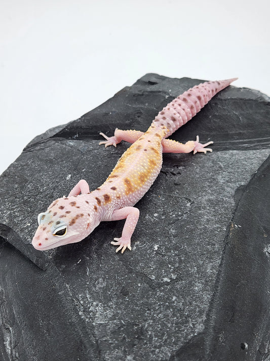 Leopard Gecko - SOLD - White & Yellow - Female