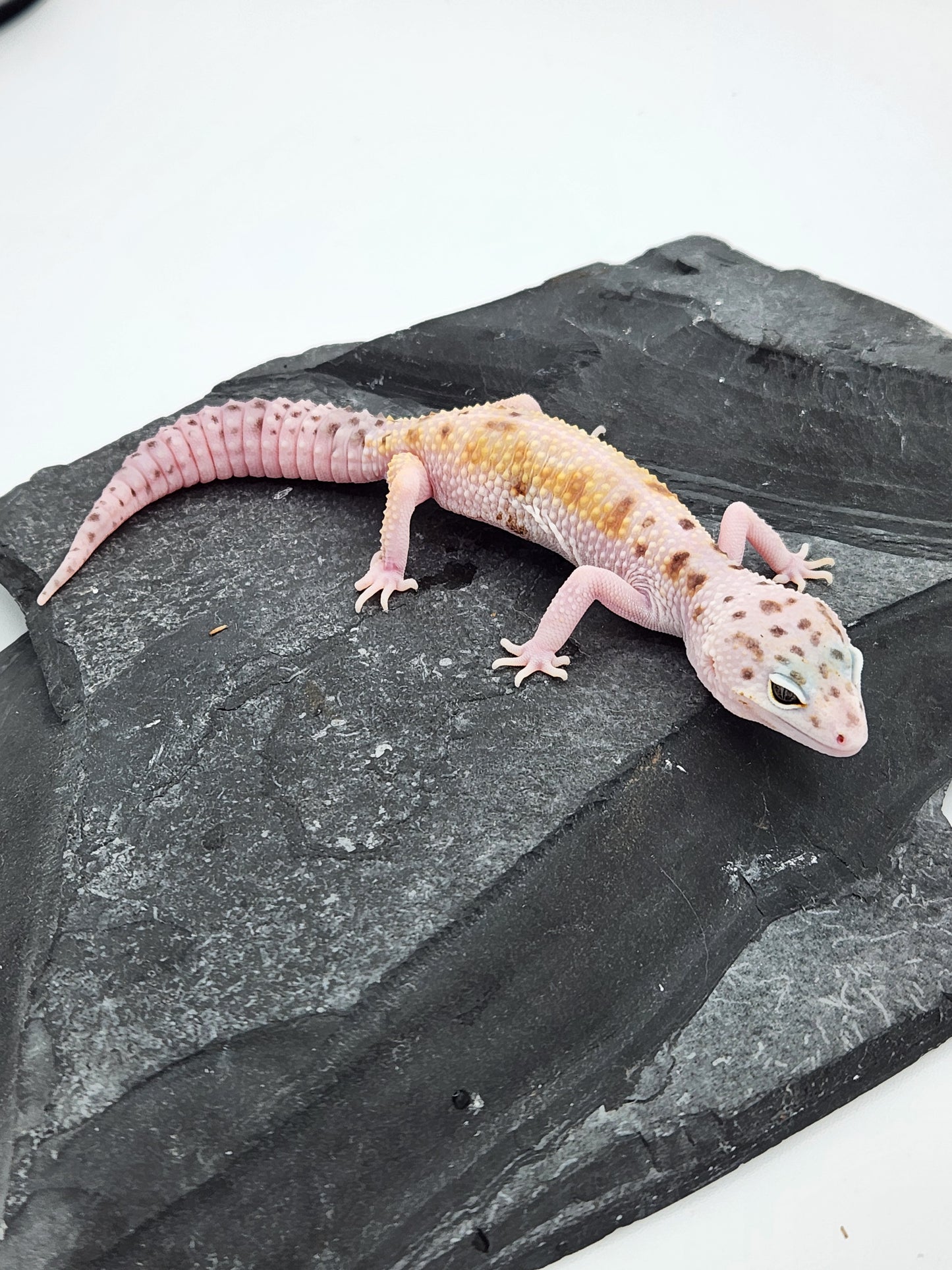 Leopard Gecko - SOLD - White & Yellow - Female