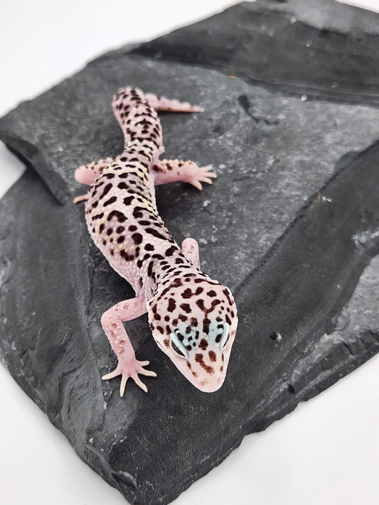Leopard Gecko - Mack Snow - Male