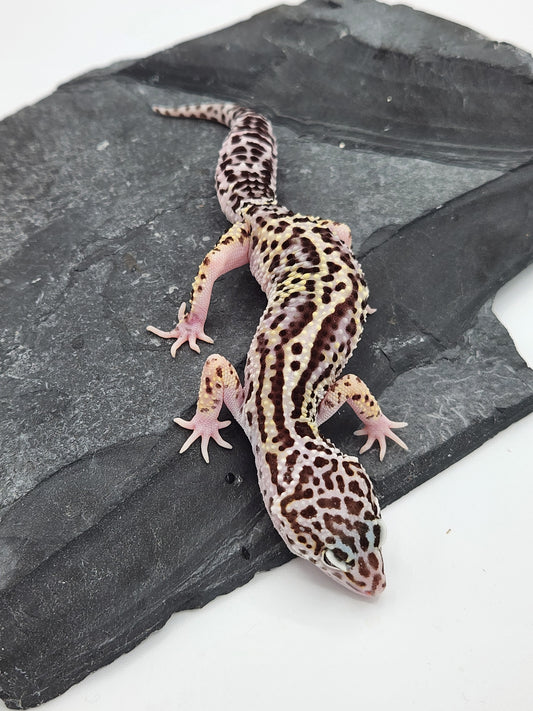 Leopard Gecko - Mack Snow Jungle - Female