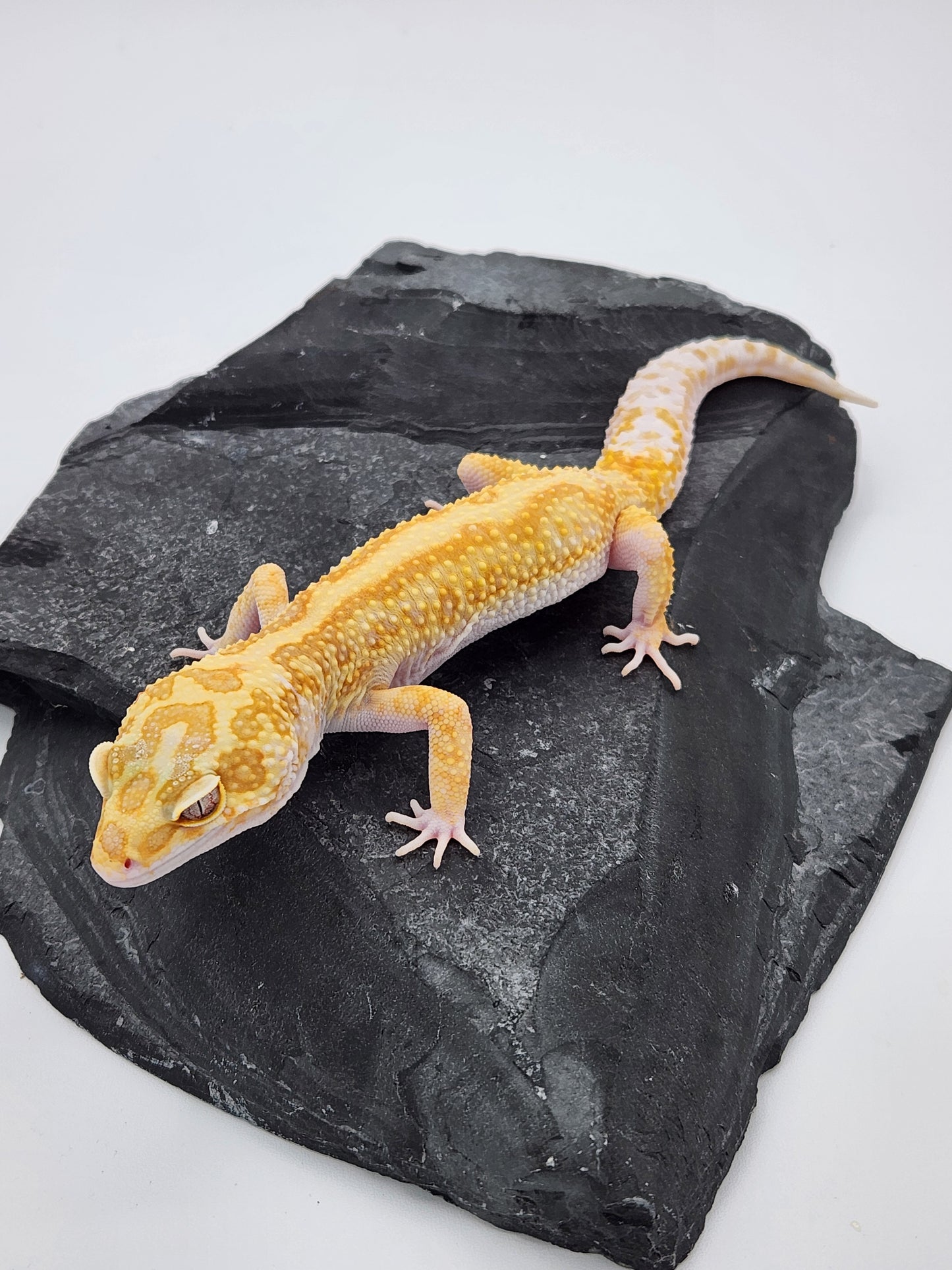 Leopard Gecko - Red Stripe Tremper Albino - Male