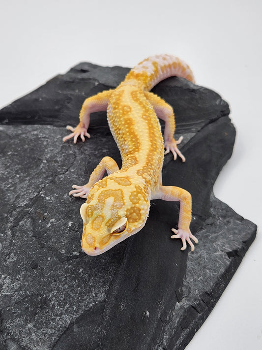 Leopard Gecko - Red Stripe Tremper Albino - Male