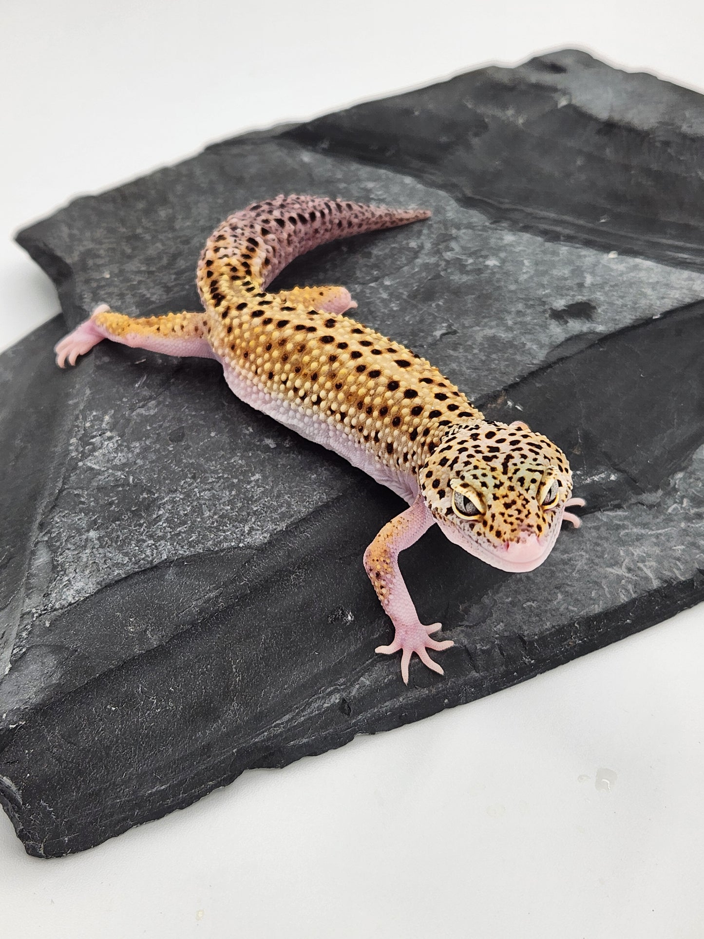Leopard Gecko - Eclipse - Female